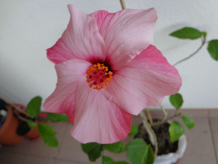 DSC07444 - HIBISCUS NATAL