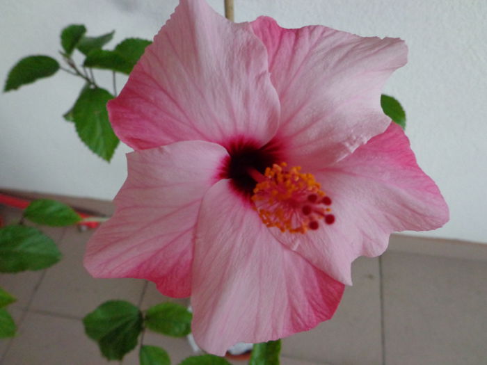 DSC07440
