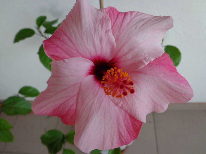 DSC07442