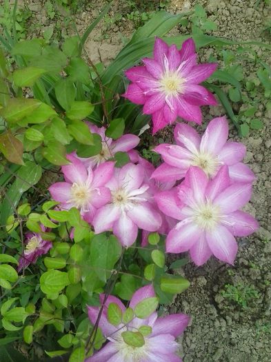 20150510_091924 - A  Clematite 2015