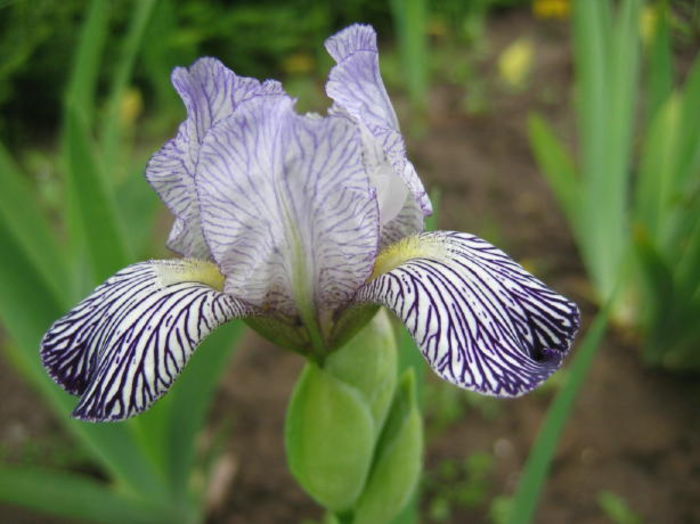 iris  variegata reginae