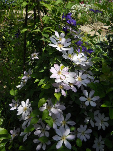 Clematis