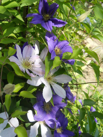 Clematis