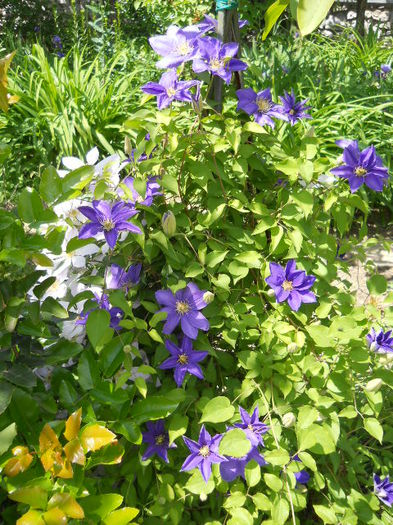 Clematis