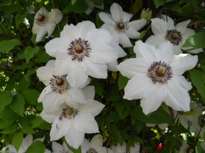 Clematis Miss Bateman
