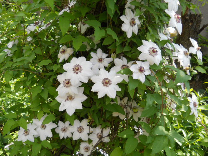 Clematis Miss Bateman - Flora_2015