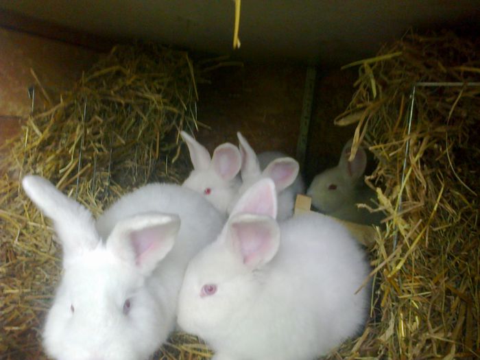 Pui 2 luni - 80 lei - IV IEPURI DE VANZARE IUNIE 2015