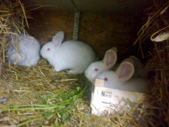 Deparazitati si vaccinati - IV IEPURI DE VANZARE IUNIE 2015