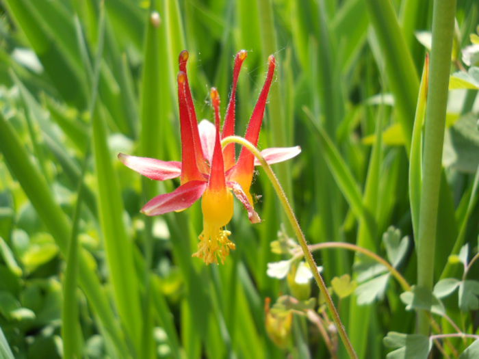 Aquilegia desertorum