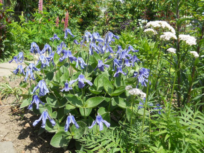 Clematis integrifolia