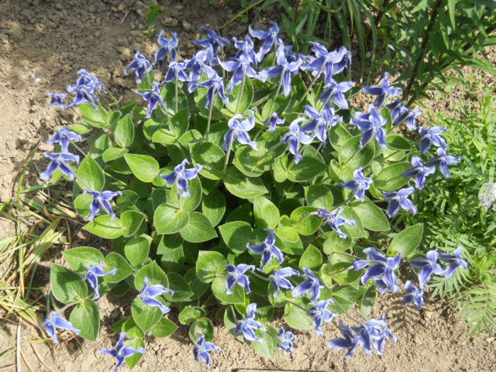 Clematis integrifolia