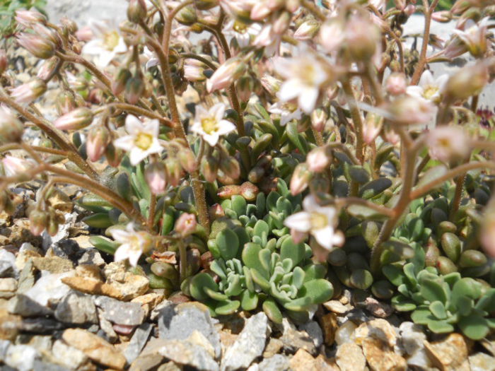 Rosularia rosulata