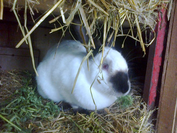 Femela 9 luni - 120 lei