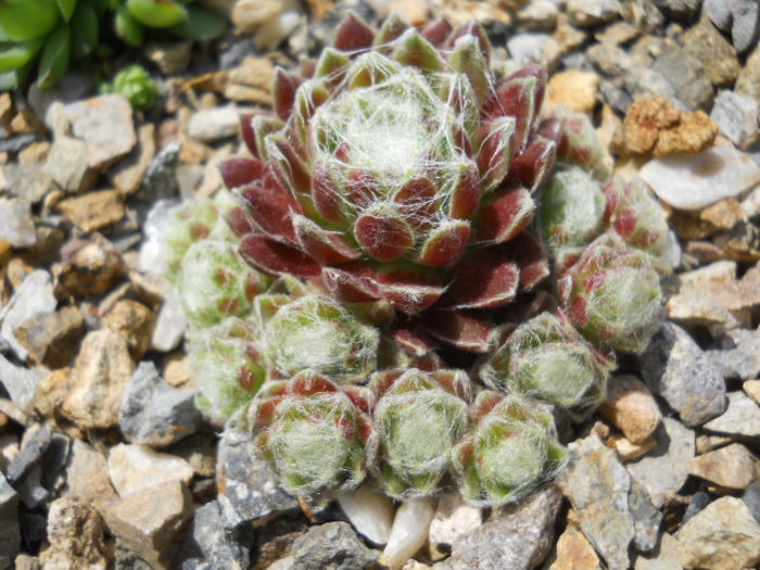 DSCN4514 - Sempervivum 2015