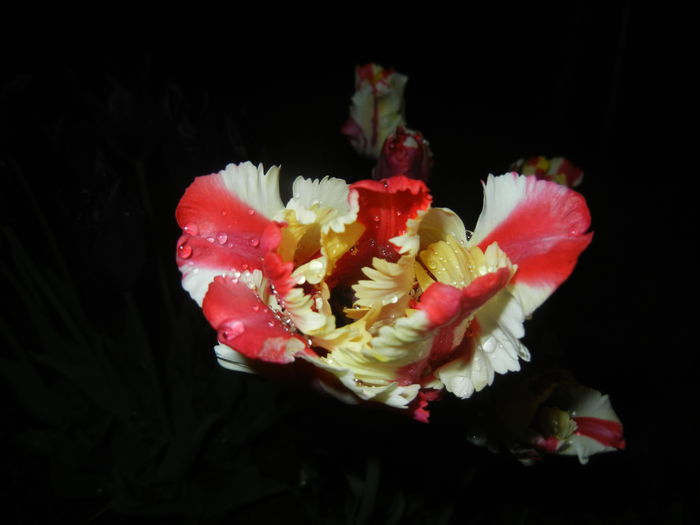 Tulipa Flaming Parrot (2015, April 27)