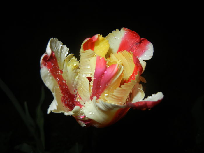 Tulipa Flaming Parrot (2015, April 27)