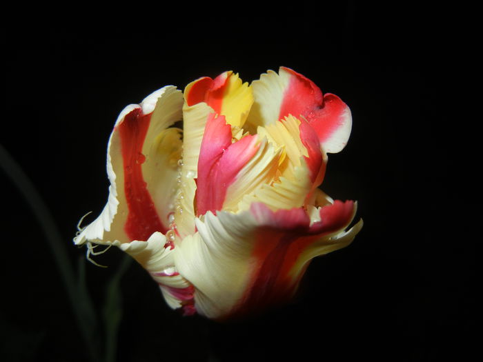 Tulipa Flaming Parrot (2015, April 27) - Tulipa Flaming Parrot