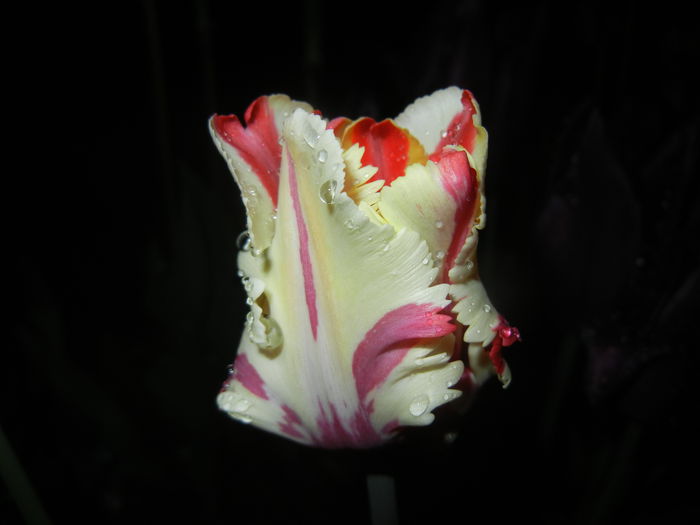 Tulipa Flaming Parrot (2015, April 27) - Tulipa Flaming Parrot