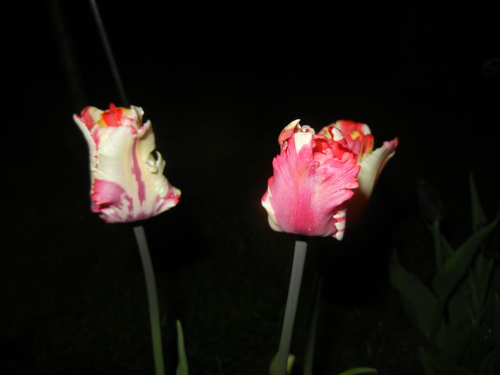 Tulipa Flaming Parrot (2015, April 27) - Tulipa Flaming Parrot