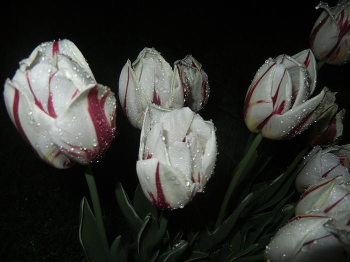 Tulipa Happy Generation (2015, April 27)