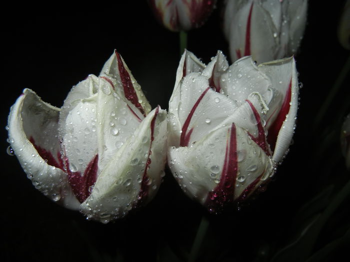 Tulipa Happy Generation (2015, April 27)