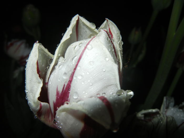 Tulipa Happy Generation (2015, April 27)
