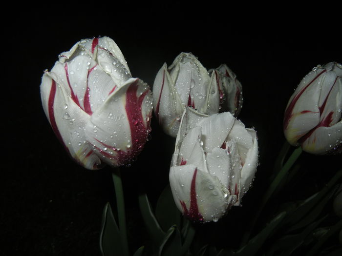 Tulipa Happy Generation (2015, April 27)