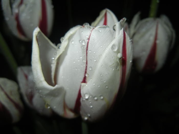 Tulipa Happy Generation (2015, April 27)