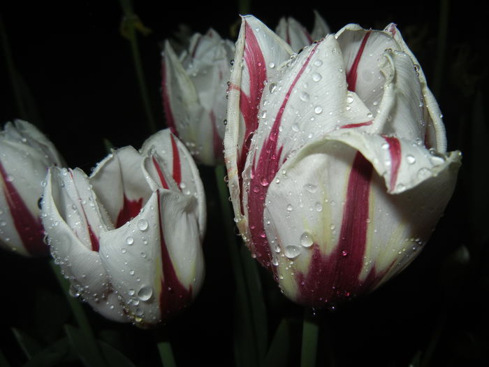 Tulipa Happy Generation (2015, April 27)