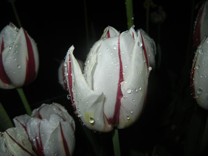 Tulipa Happy Generation (2015, April 27)