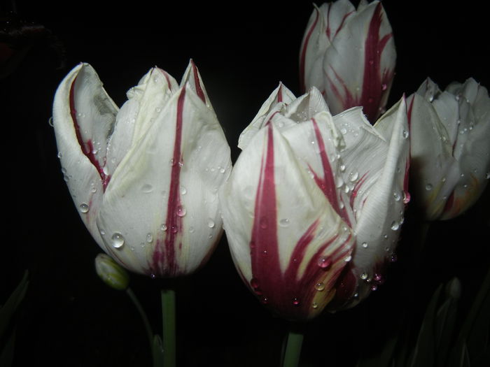 Tulipa Happy Generation (2015, April 27)