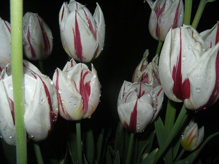 Tulipa Happy Generation (2015, April 27)