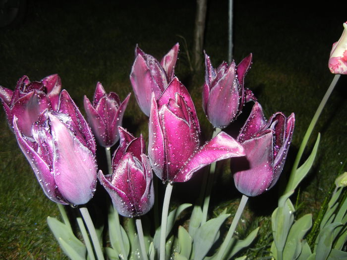 Tulipa Havran (2015, April 27)