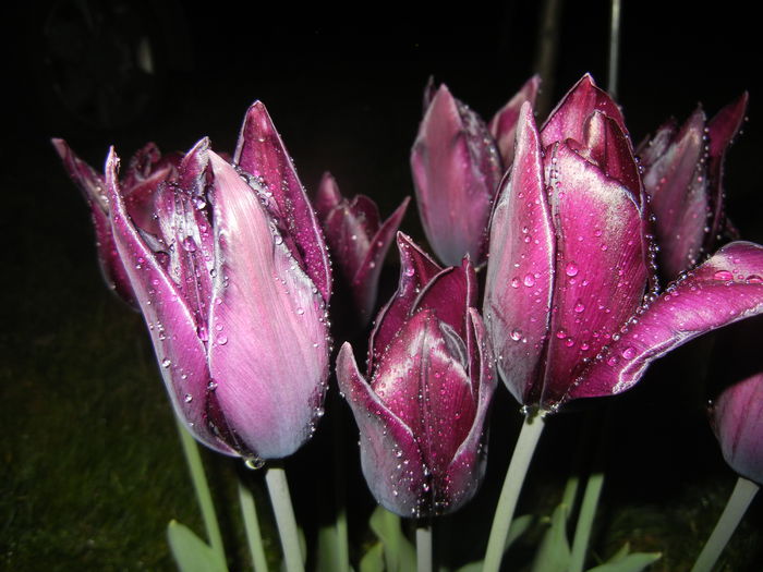 Tulipa Havran (2015, April 27) - Tulipa Havran