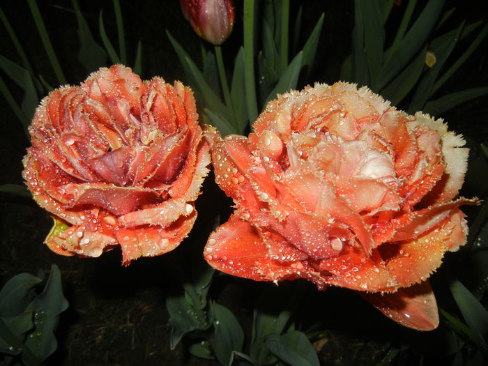 Tulipa Esprit (2015, April 27)