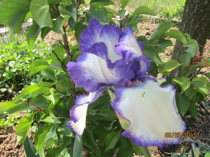 IMG_0073 - Flori de gradina-2015Primavara