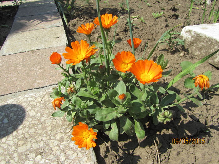 Galbenele - Flori de gradina-2015Primavara