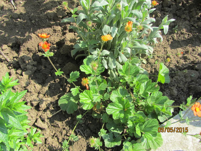 Geum pe sfirsite - Flori de gradina-2015Primavara