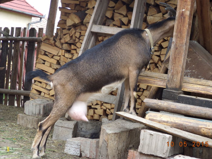 In echilibru - ALPINELE MELE FARA IEZISORI