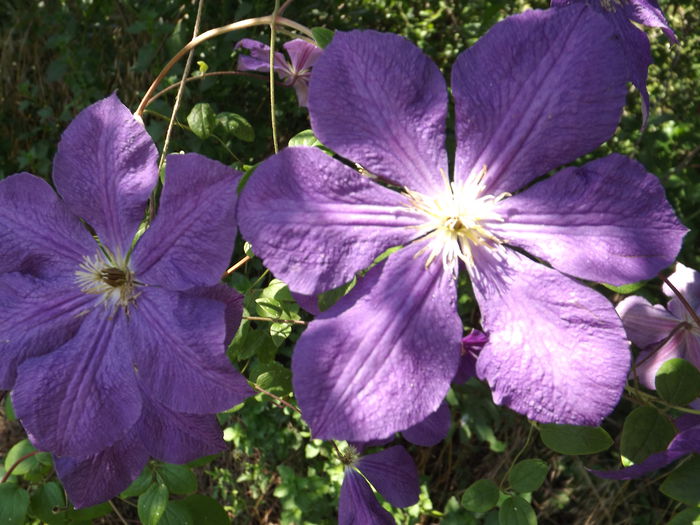 DSCF3200 - Clematis