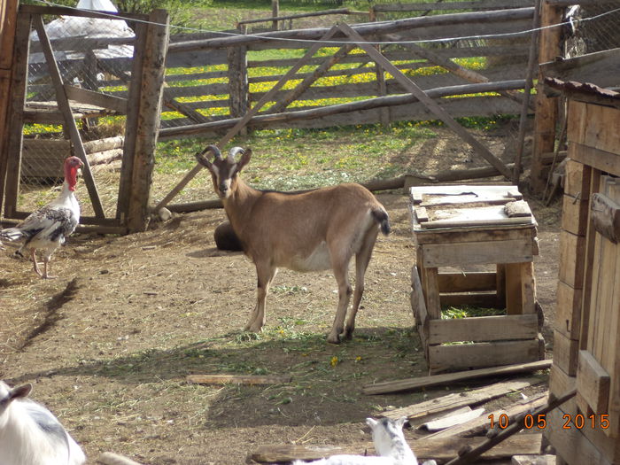 Bambi gestanta cu Cezar-3 - Gospodaria lui Sorin