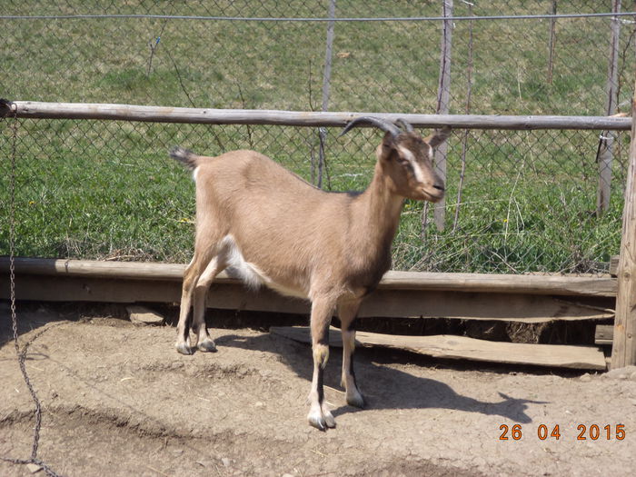 Bambi la jumatatea gestatiei