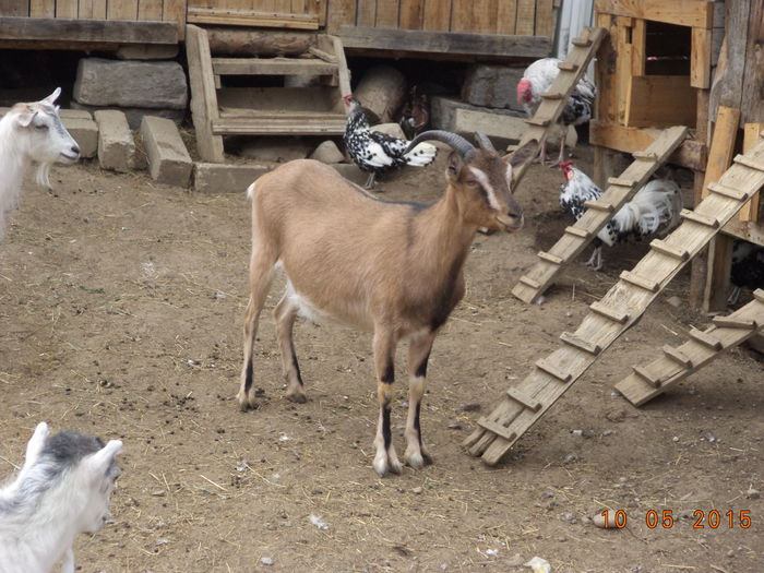 Bambi si gainusele Hamburg - Gospodaria lui Sorin