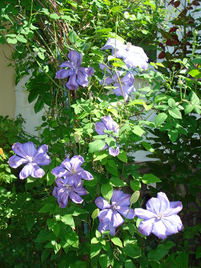 DSC07362 - Clematis 2015