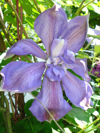 DSC07404 - Clematis 2015