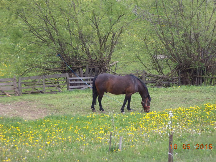 Calul a pascut ca lumea