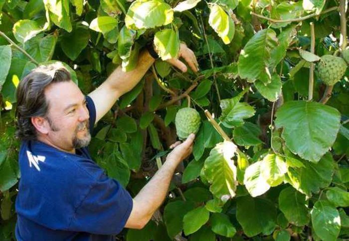 652x450_132521-cultiva-propriul-tau-arbore-de-cherimoya - Cherimoya