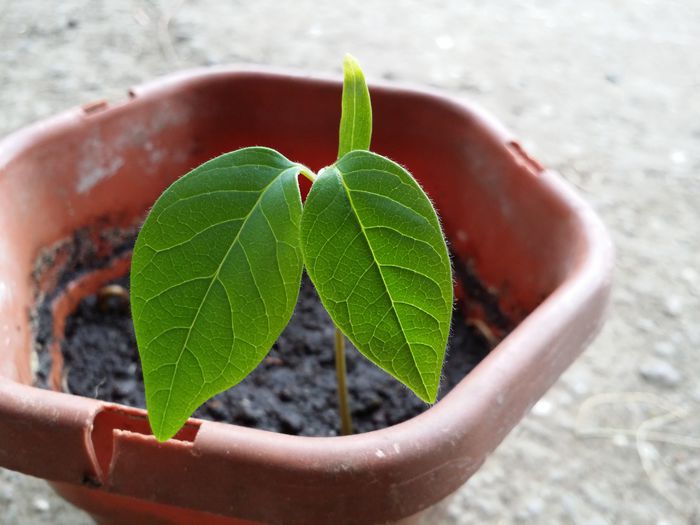 20150510_191311 - Cherimoya