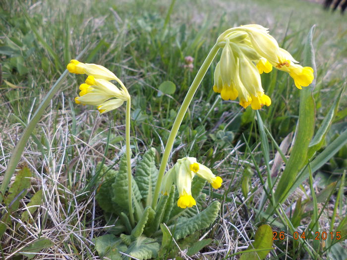 Ciubotica-cucului a iflorit