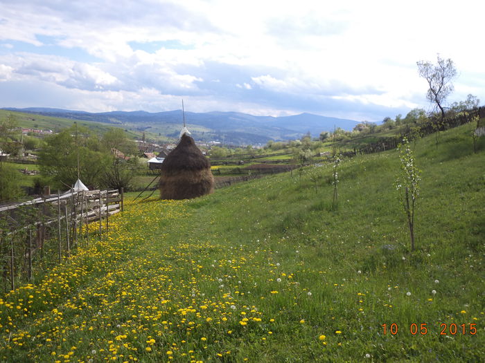 Gradina inflorita si pomii
